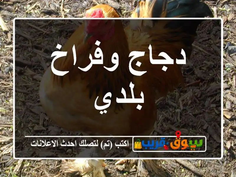 دجاج وفراخ بلدي