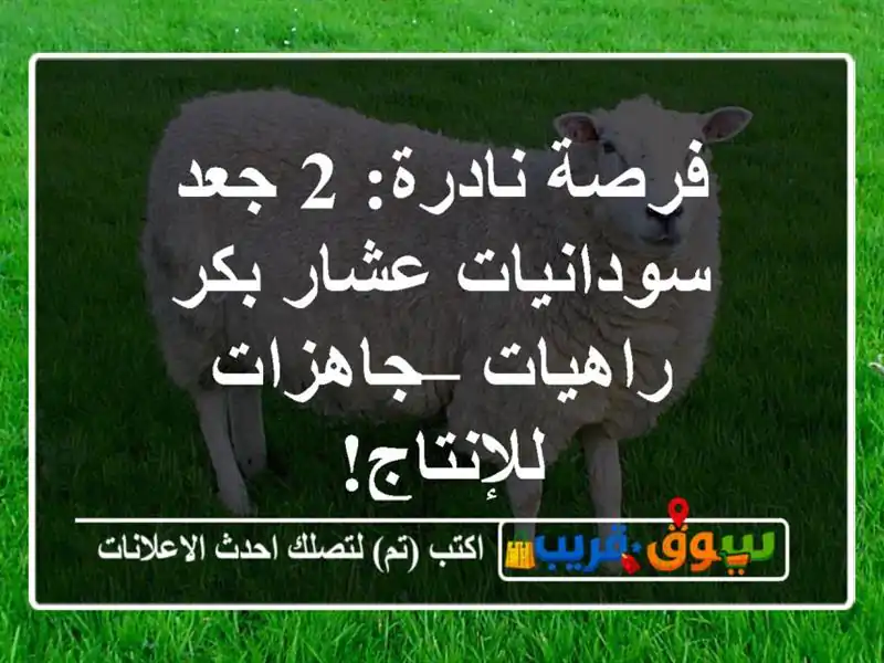 فرصة نادرة: 2 جعد سودانيات عشار بكر راهيات –...