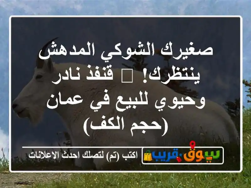 صغيرك الشوكي المدهش ينتظرك! 🤩 قنفذ نادر وحيوي...