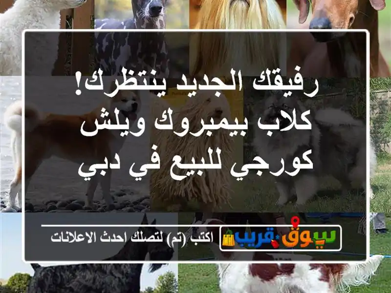 رفيقك الجديد ينتظرك! كلاب بيمبروك ويلش كورجي للبيع...