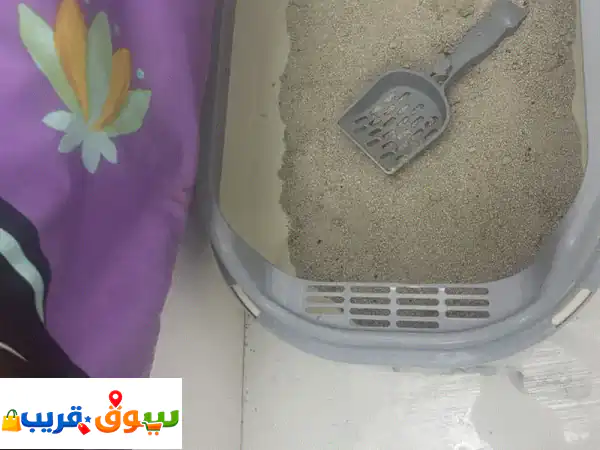 قط بريطاني أصيل للبيع: رفيقك المثالي بعمر سنة...