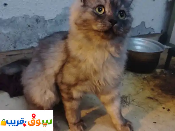 للبيع قط رمادي  أليف جدا ومتعود على الليتر بوكس 100%...