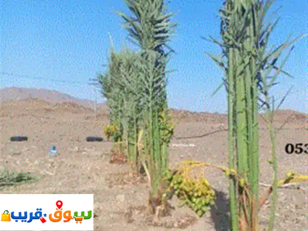 نخيل عربي أصيل: بيع بجميع المقاسات وخدمات قلع...