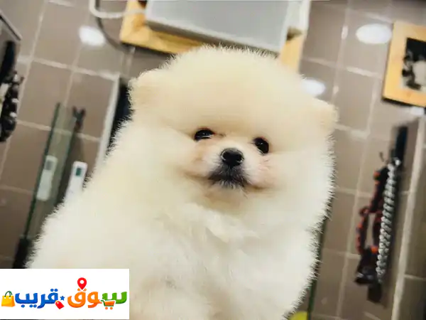 Pomeranian puppies
