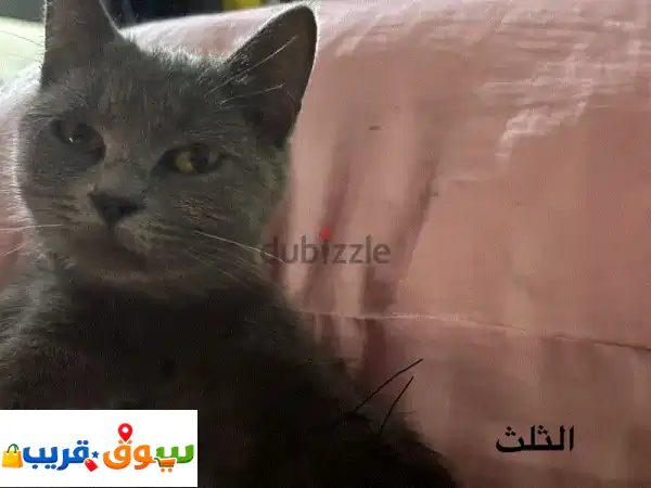 فرصة نادرة! 💎 قطة بريتيش شورت هير رمادية أنثى مطعمة...