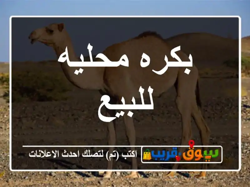بكره محليه للبيع
