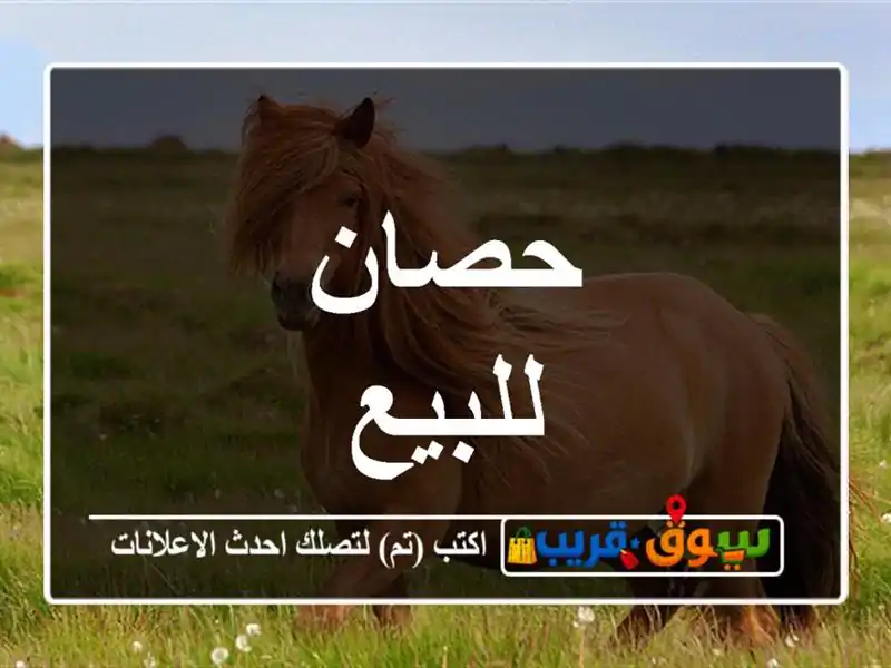 حصان للبيع