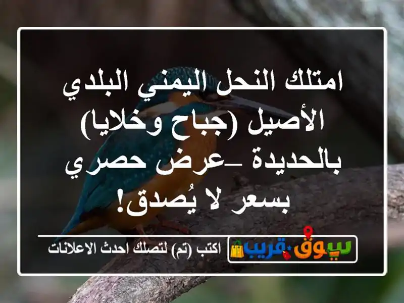 امتلك النحل اليمني البلدي الأصيل (جباح...