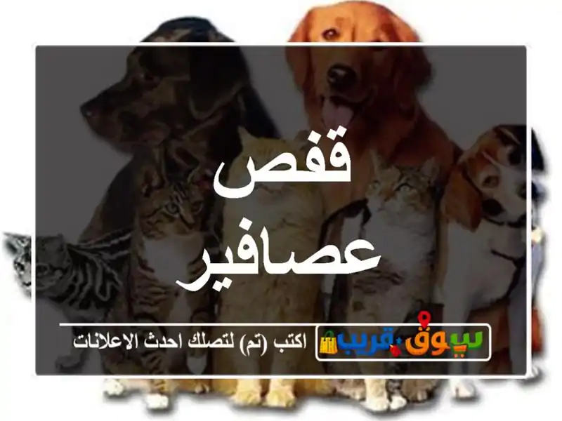 قفص عصافير