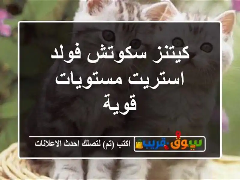 كيتنز سكوتش فولد / استريت مستويات قوية