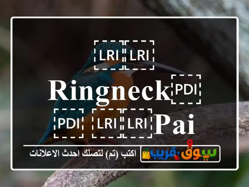 ⁦⁦Ringneck⁩⁩ ⁦⁦pair⁩⁩ زوج دره منتج