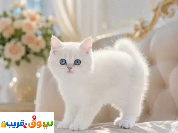 قطط سكوتش إناث بيضاء وجولد للبيع | كتن رائعة ومدربة 😻