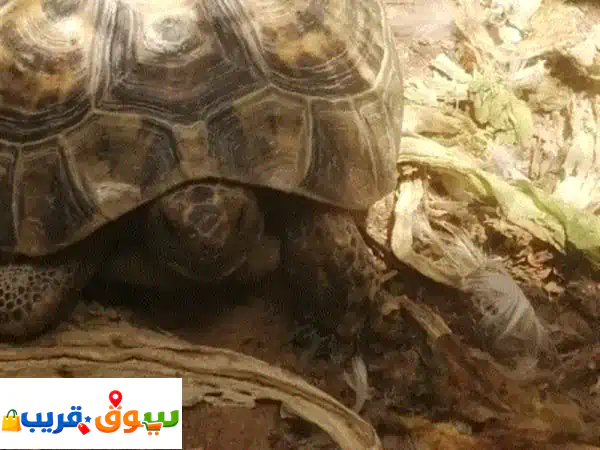 موجود سلحفاة للبيع والسعر النهائي 250 بدون فصال الموقع صناعية العين حيواناتبرية