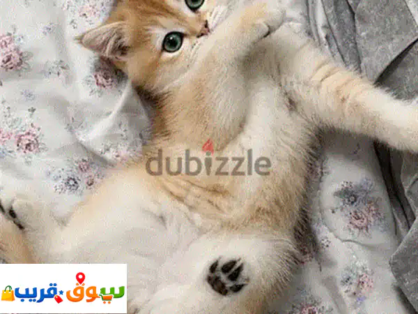 قطط سكوتش إناث بيضاء وجولد للبيع | كتن رائعة ومدربة 😻