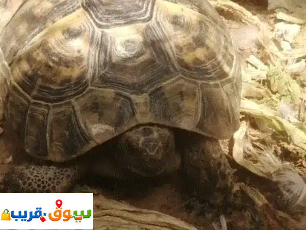 موجود سلحفاة للبيع والسعر النهائي 250 بدون فصال...