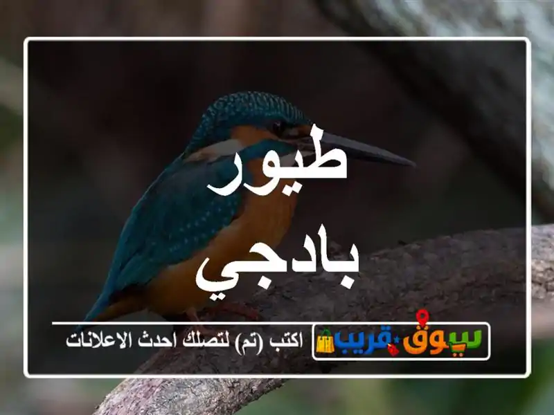 طيور بادجي