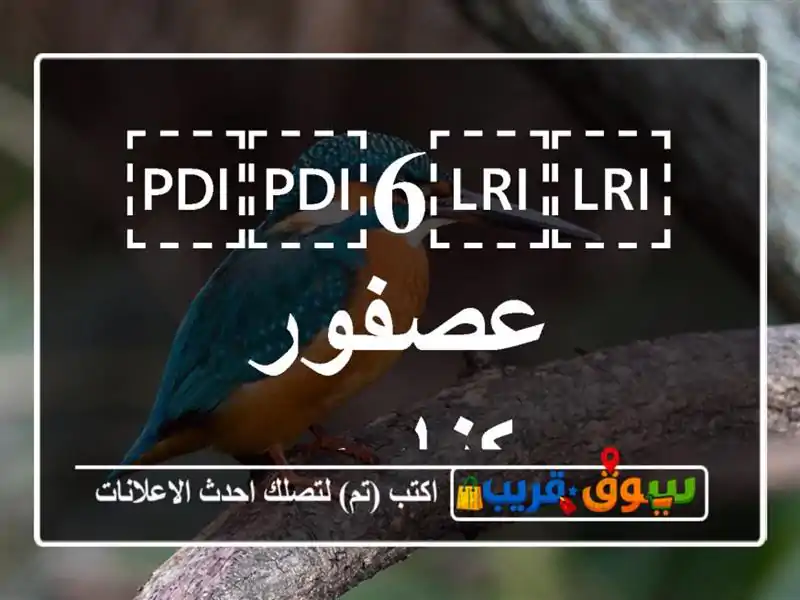 ⁦⁦6⁩⁩ عصفور كناري