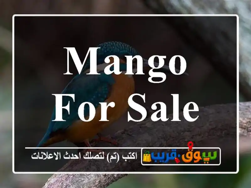 Mango FOR SALE
