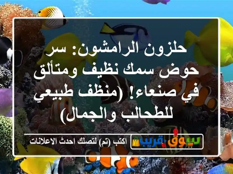 حلزون الرامشون: سر حوض سمك نظيف ومتألق في صنعاء!...