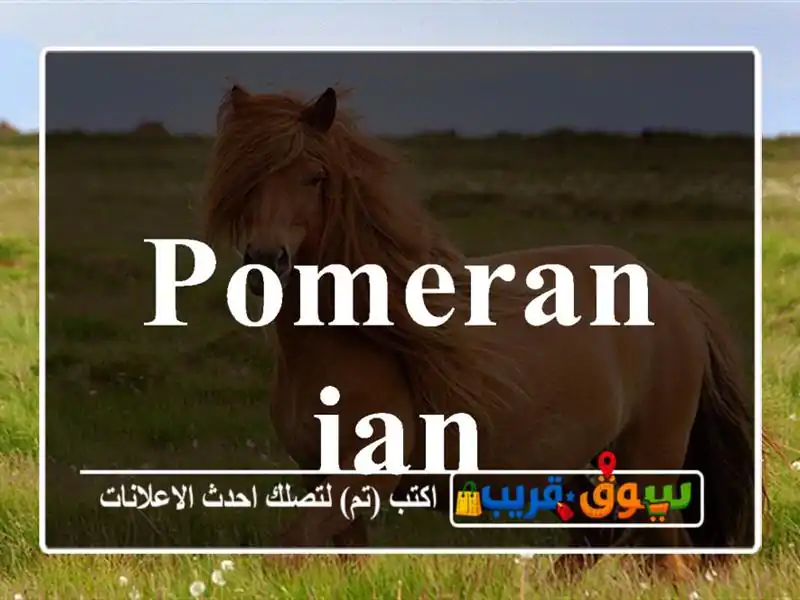 Pomeranian
