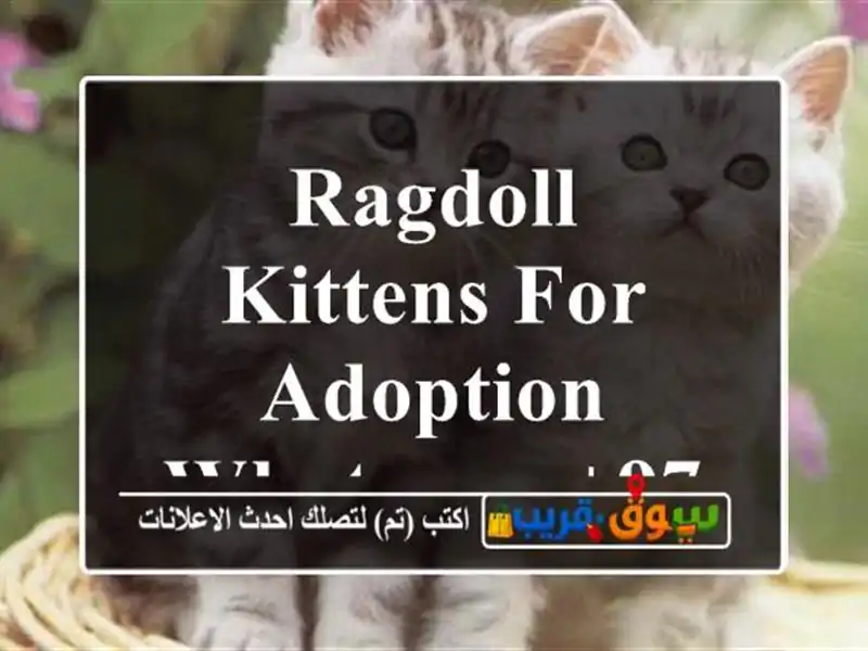 Ragdoll Kittens for adoption Whatsapp +971.56.925.0189