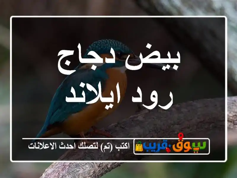 بيض دجاج رود ايلاند