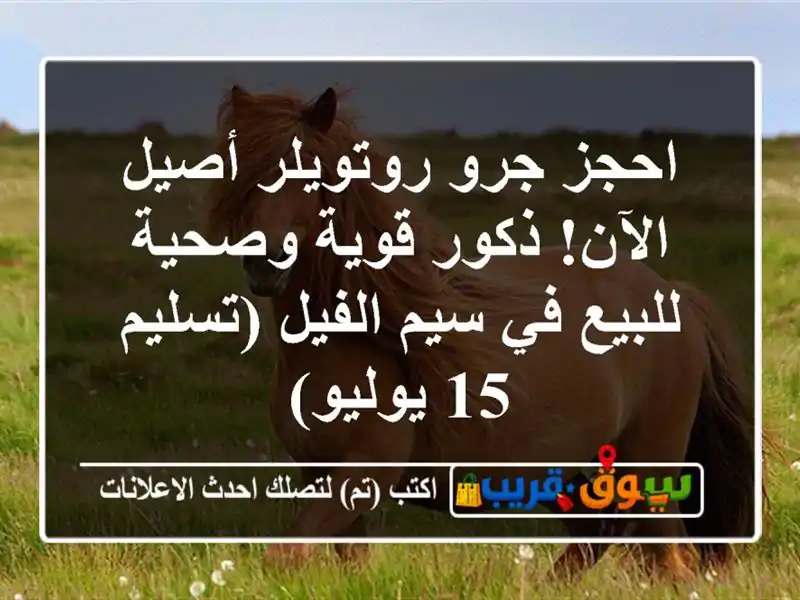 احجز جرو روتويلر أصيل الآن! ذكور قوية وصحية للبيع...