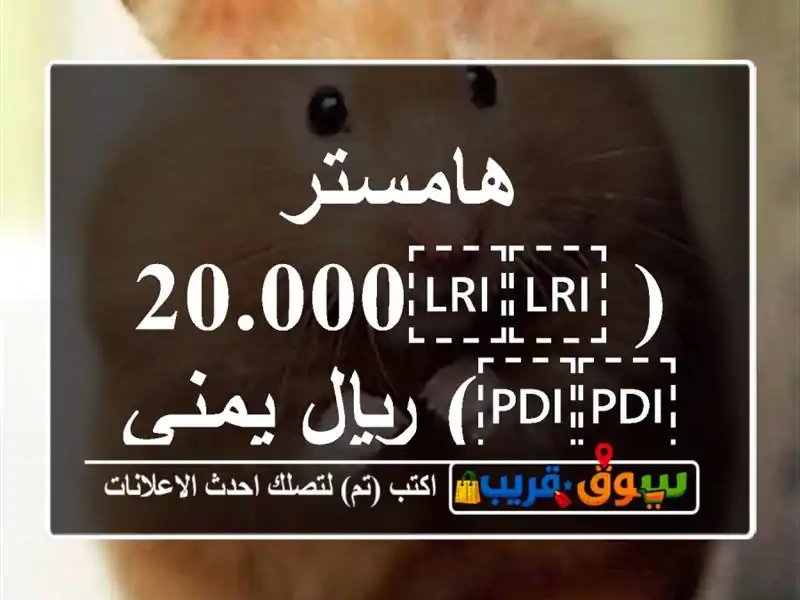 هامستر ( ⁦⁦20.000⁩⁩) ريال يمني