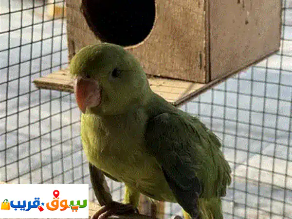 بغبغاء الدره للبيع