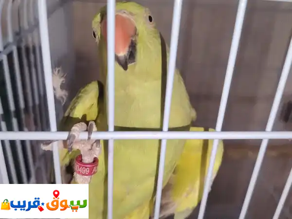 بغبغاء الدره للبيع