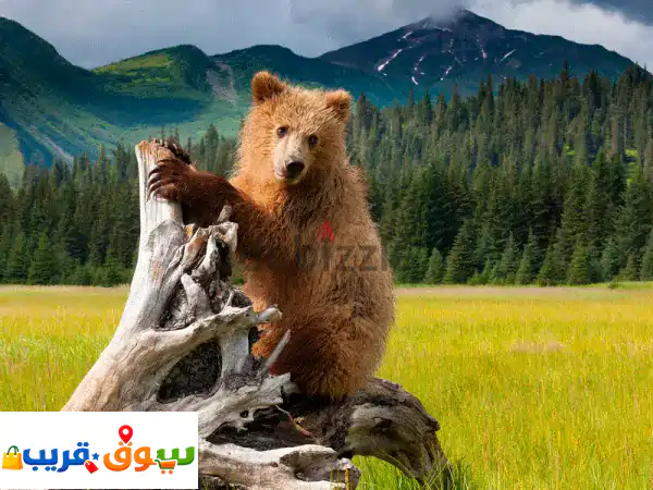المعلن قتيبة يعلن حامل هاتف للمقابلات على اليوتيوب