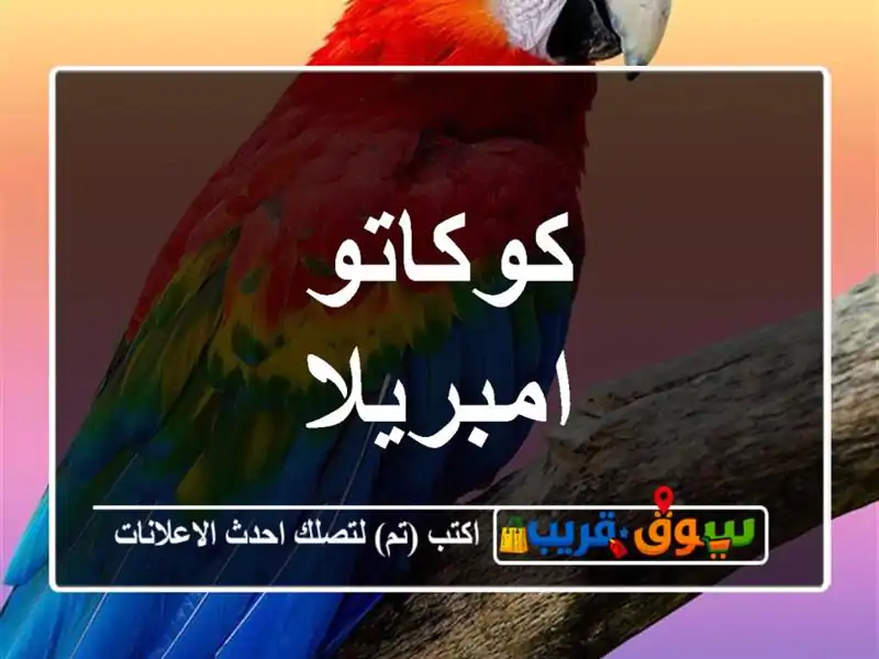كوكاتو امبريلا