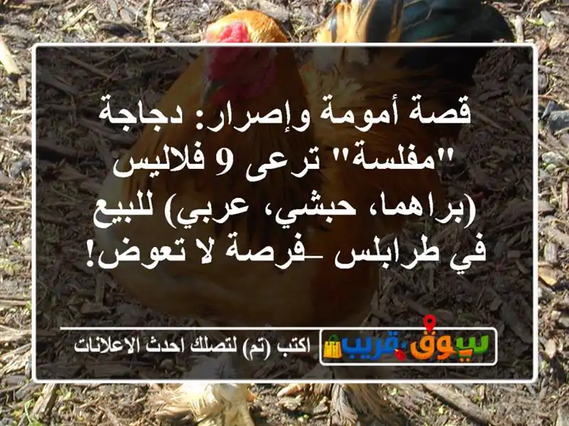 قصة أمومة وإصرار: دجاجة 