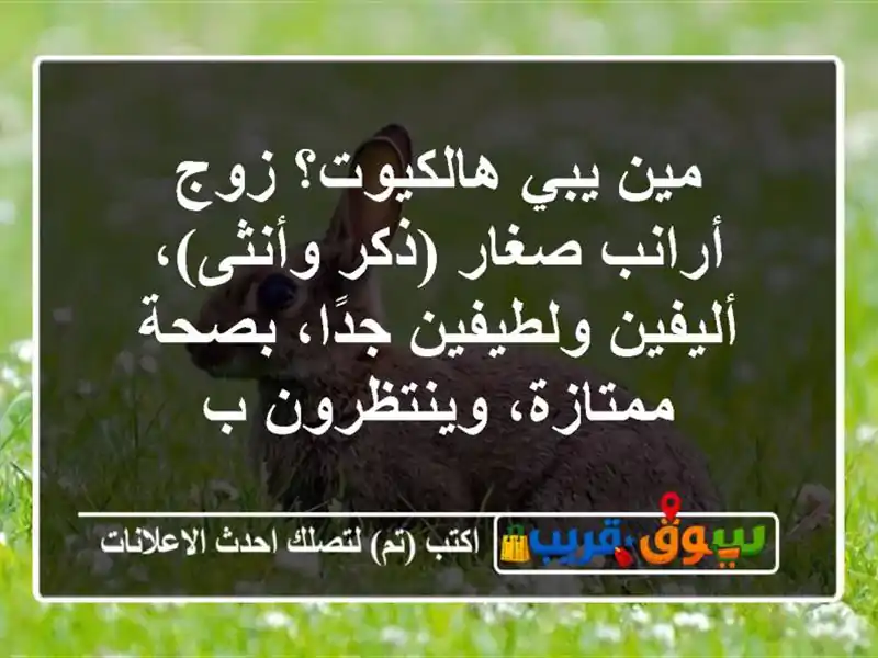مين يبي هالكيوت؟ زوج أرانب صغار (ذكر وأنثى)،...