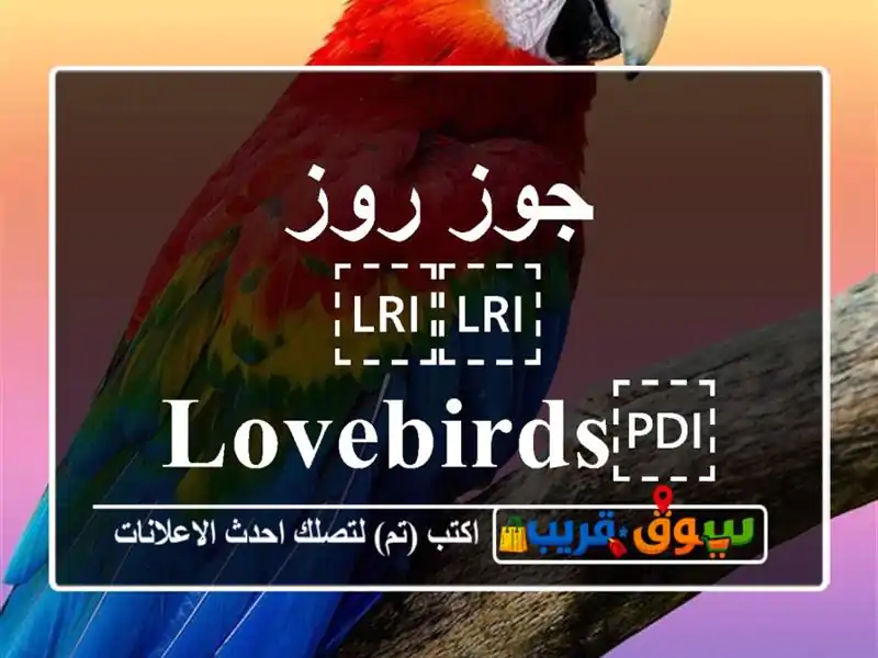 جوز روز ⁦⁦lovebirds⁩⁩ ⁦⁦red⁩⁩ ⁦⁦face⁩⁩