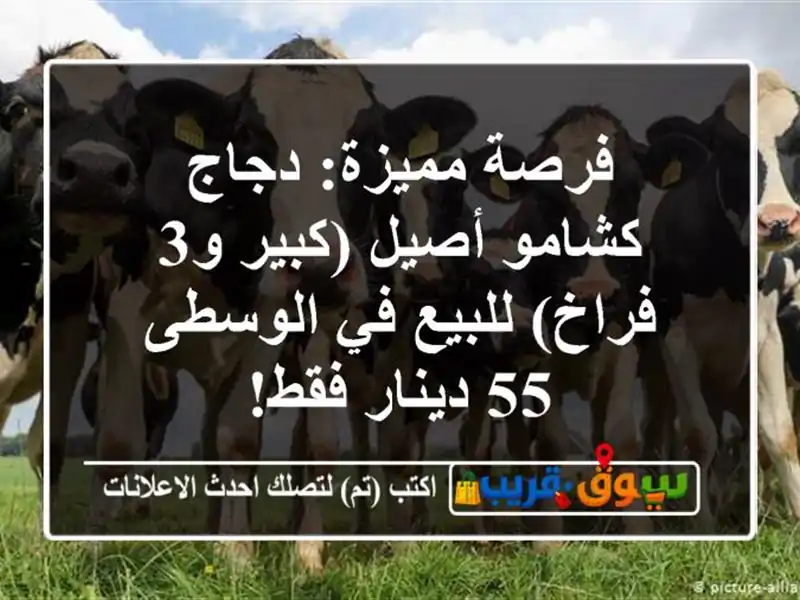 فرصة مميزة: دجاج كشامو أصيل (كبير و3 فراخ) للبيع...