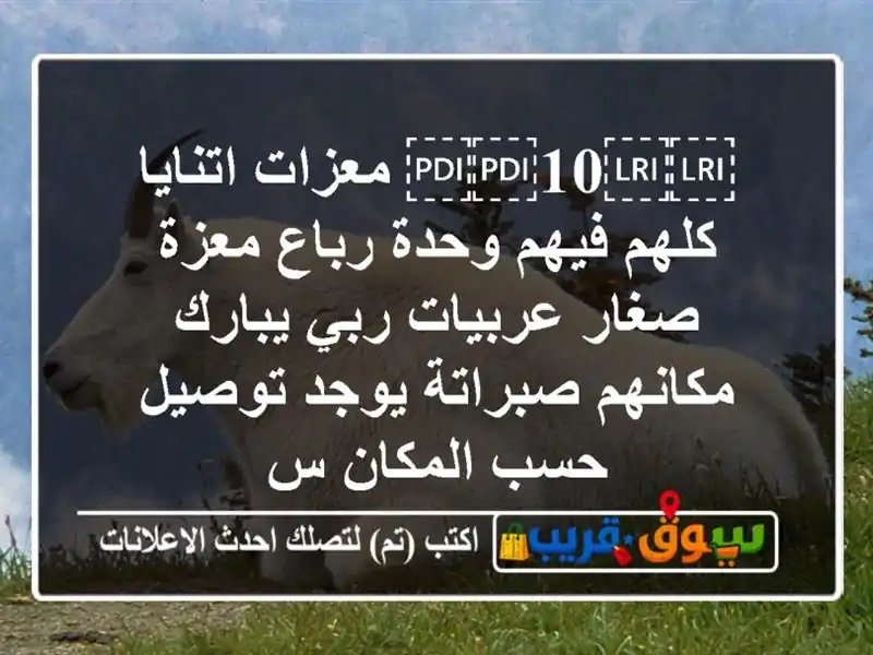⁦⁦10⁩⁩ معزات اتنايا كلهم فيهم وحدة رباع معزة...