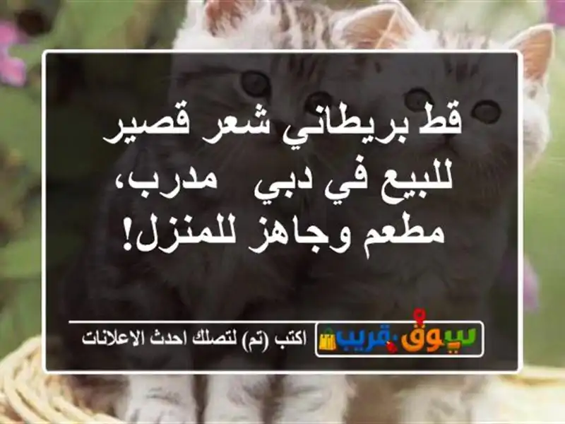 قط بريطاني شعر قصير للبيع في دبي - مدرب، مطعم...