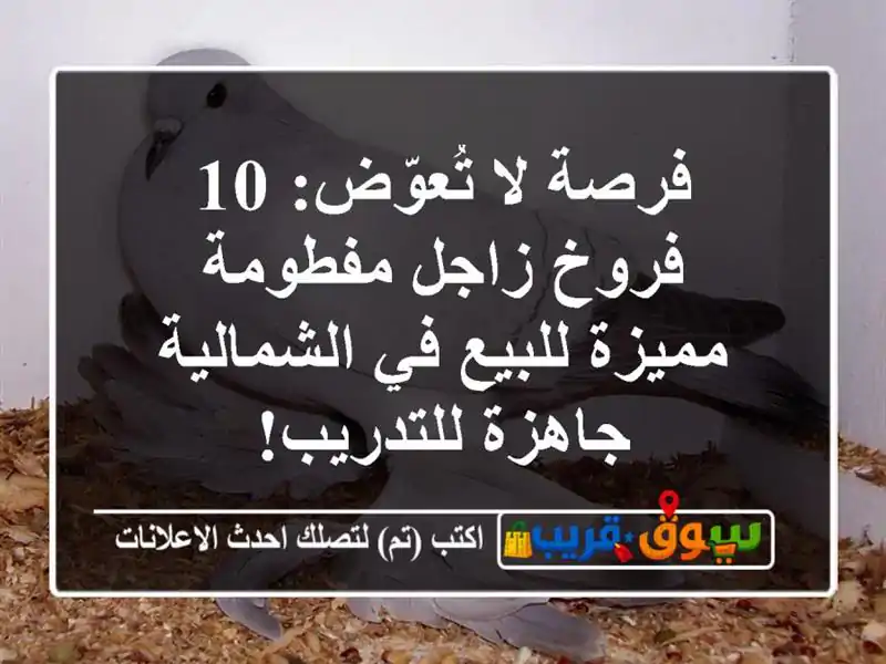 فرصة لا تُعوّض: 10 فروخ زاجل مفطومة مميزة للبيع...