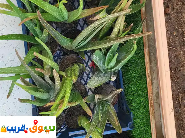 نبات الاوليفيرا    Aloe vera plant