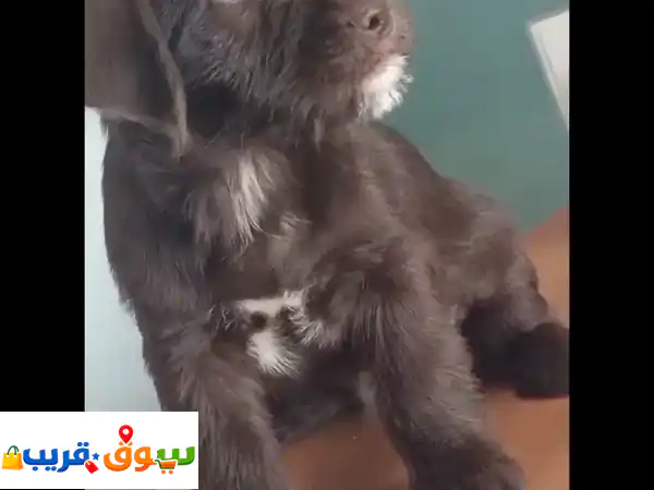 Shitzu cutie puppies