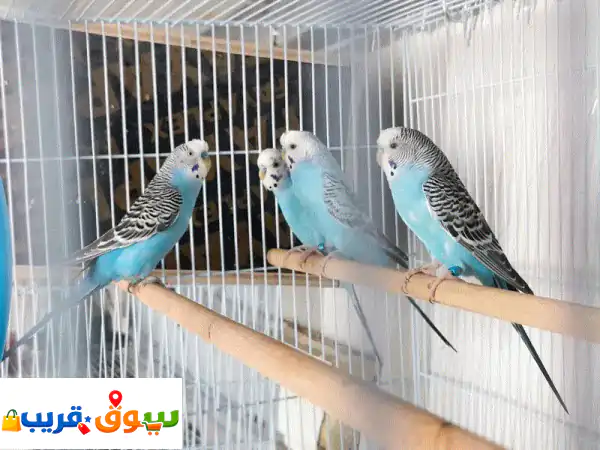 طيور كوكتيل، فيشر، بادجي للبيع: رفقاء السعادة...
