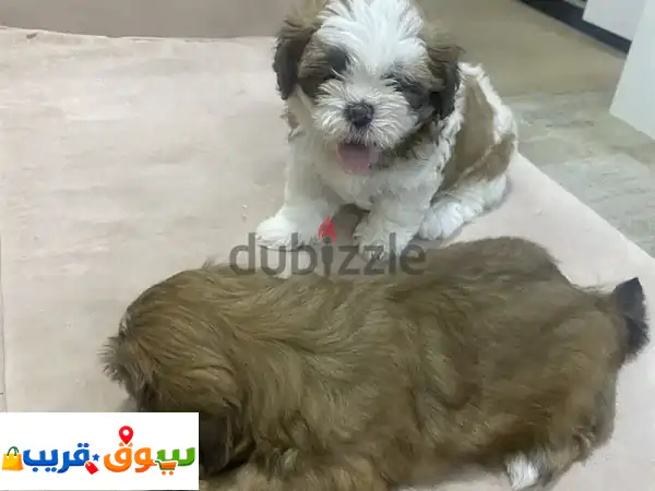 جرو شي تزو للبيع 🐾 عمر 6 أسابيع | جمال أخاذ وجاهز...