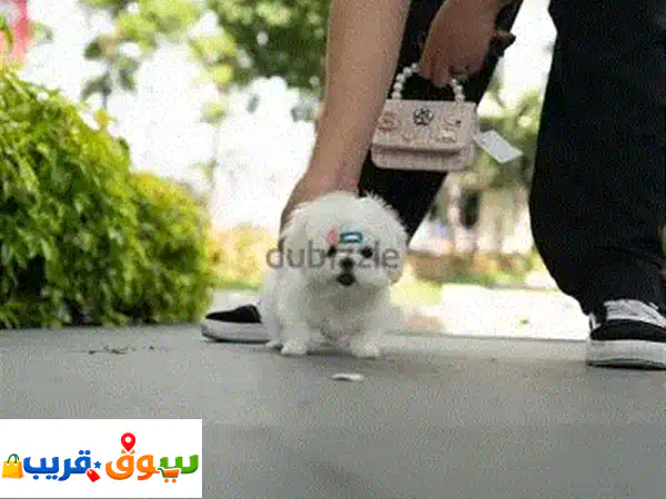 جرو مالتيزر تي كاب استثنائي للبيع | رفيقك...