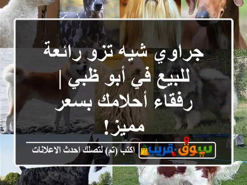 جراوي شيه تزو رائعة للبيع في أبو ظبي | رفقاء...