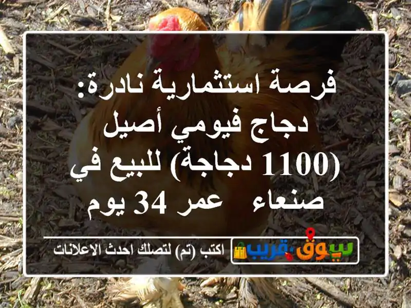 فرصة استثمارية نادرة: دجاج فيومي أصيل (1100 دجاجة)...