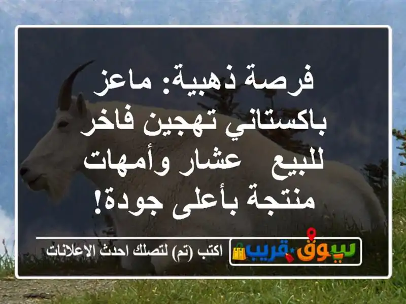 فرصة ذهبية: ماعز باكستاني تهجين فاخر للبيع -...