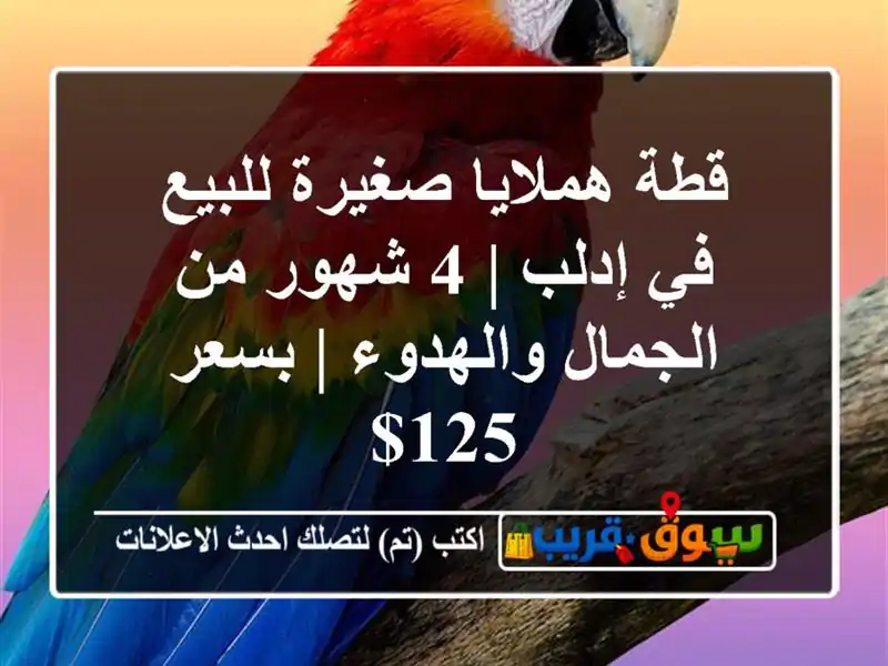 قطة هملايا صغيرة للبيع في إدلب | 4 شهور من...