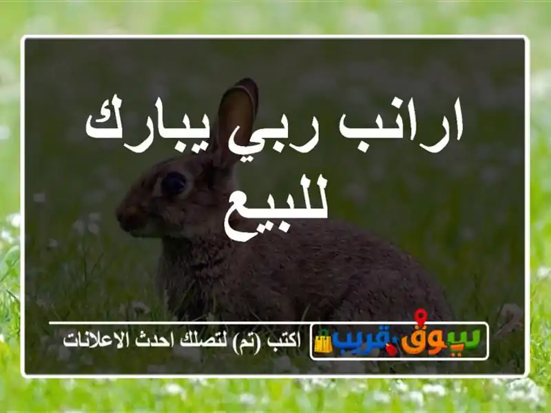 ارانب ربي يبارك للبيع