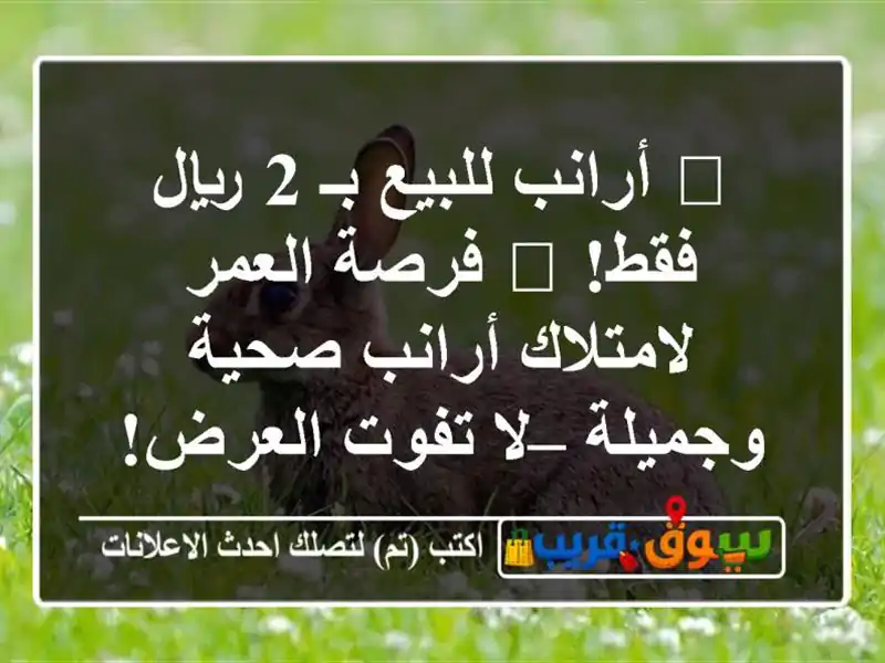 💥 أرانب للبيع بـ 2 ريال فقط! 💥 فرصة العمر...